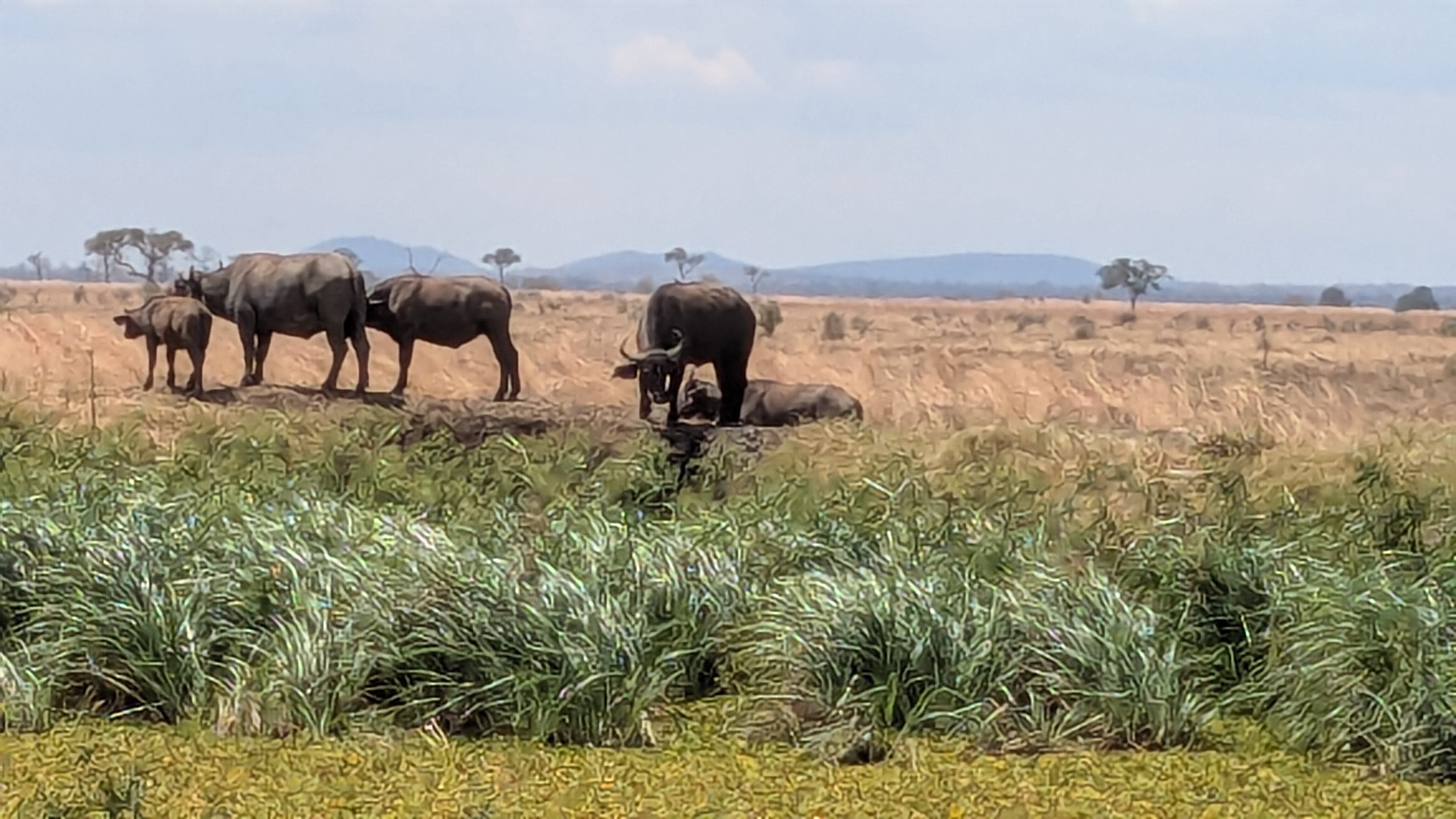 Buffalo (Nyati) at Mikumi